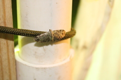 Pasiphila rectangulata