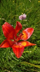 Lilium bulbiferum