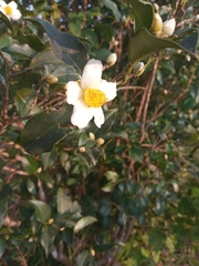 Camellia