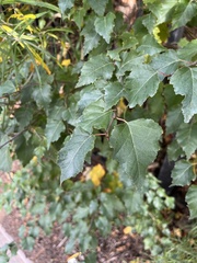 Betula pendula