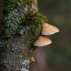 Crepidotus calolepis