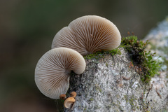 Crepidotus calolepis