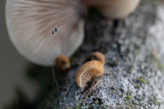 Crepidotus calolepis