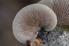 Crepidotus calolepis