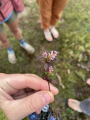 Elsholtzia strobilifera