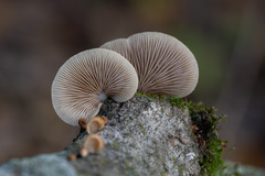 Crepidotus calolepis
