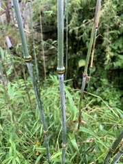Phyllostachys