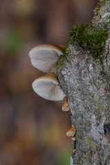 Crepidotus calolepis