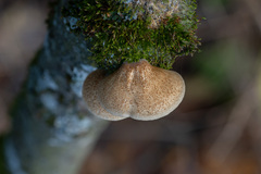 Crepidotus calolepis