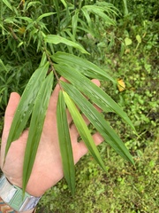 Phyllostachys