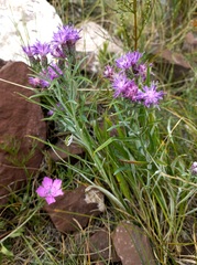 Saussurea salicifolia