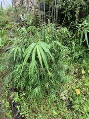 Phyllostachys