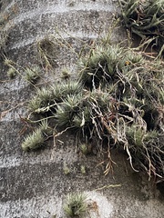 Tillandsia loliacea