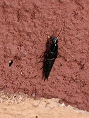 Staphylinidae