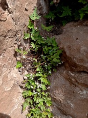 Aleuritopteris argentea