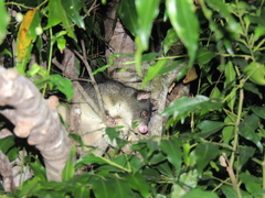 Trichosurus caninus