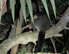 Trichosurus caninus