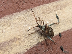 Leptoglossus occidentalis