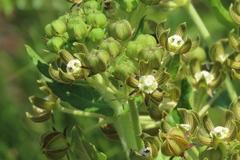 Asclepiadinae