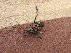 Leptoglossus occidentalis