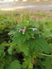 Lamium hybridum