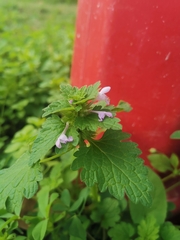 Lamium hybridum