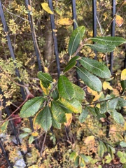 Salix atrocinerea