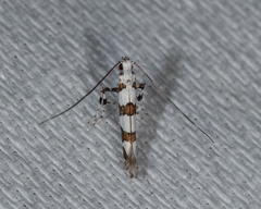 Acrocercops autadelpha