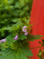 Lamium hybridum
