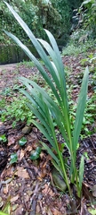 Crocosmia × crocosmiiflora