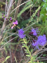 Liatris microcephala