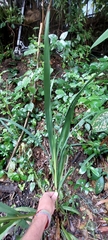Crocosmia × crocosmiiflora
