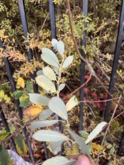 Salix atrocinerea