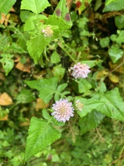 Persicaria runcinata