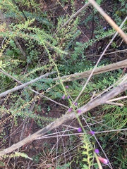 Liatris microcephala