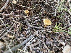 Crepidotus subfulviceps