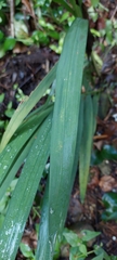 Crocosmia × crocosmiiflora