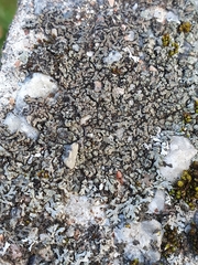 Phaeophyscia orbicularis