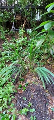 Crocosmia × crocosmiiflora