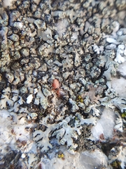 Phaeophyscia orbicularis