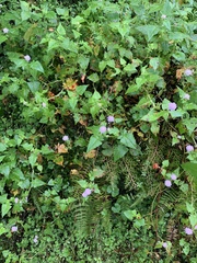 Persicaria runcinata