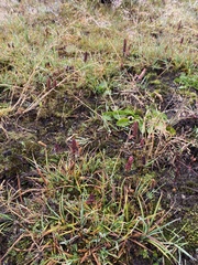 Elsholtzia strobilifera