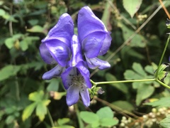 Aconitum uncinatum