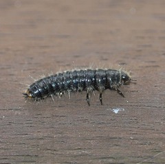 Cerogria janthinipennis