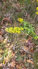 Solidago puberula