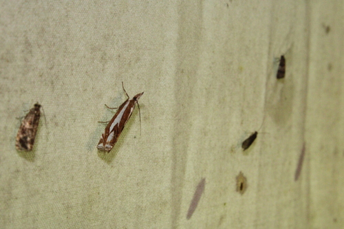 Crambus jurassien