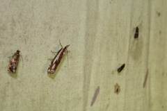 Crambus alienellus