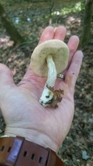 Leccinellum albellum