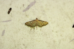 Blepharomastix ranalis