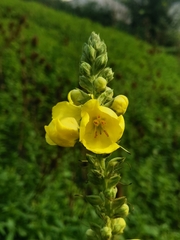 Verbascum densiflorum